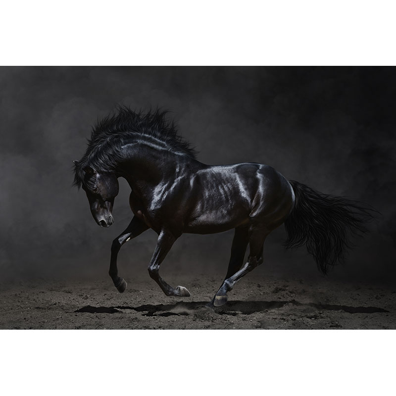 Ταπετσαρία Μαύρο Άλογο